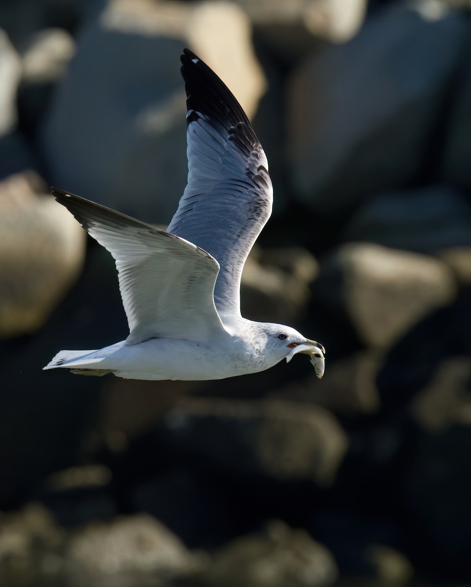 Ring-billed Gull - ML611956525