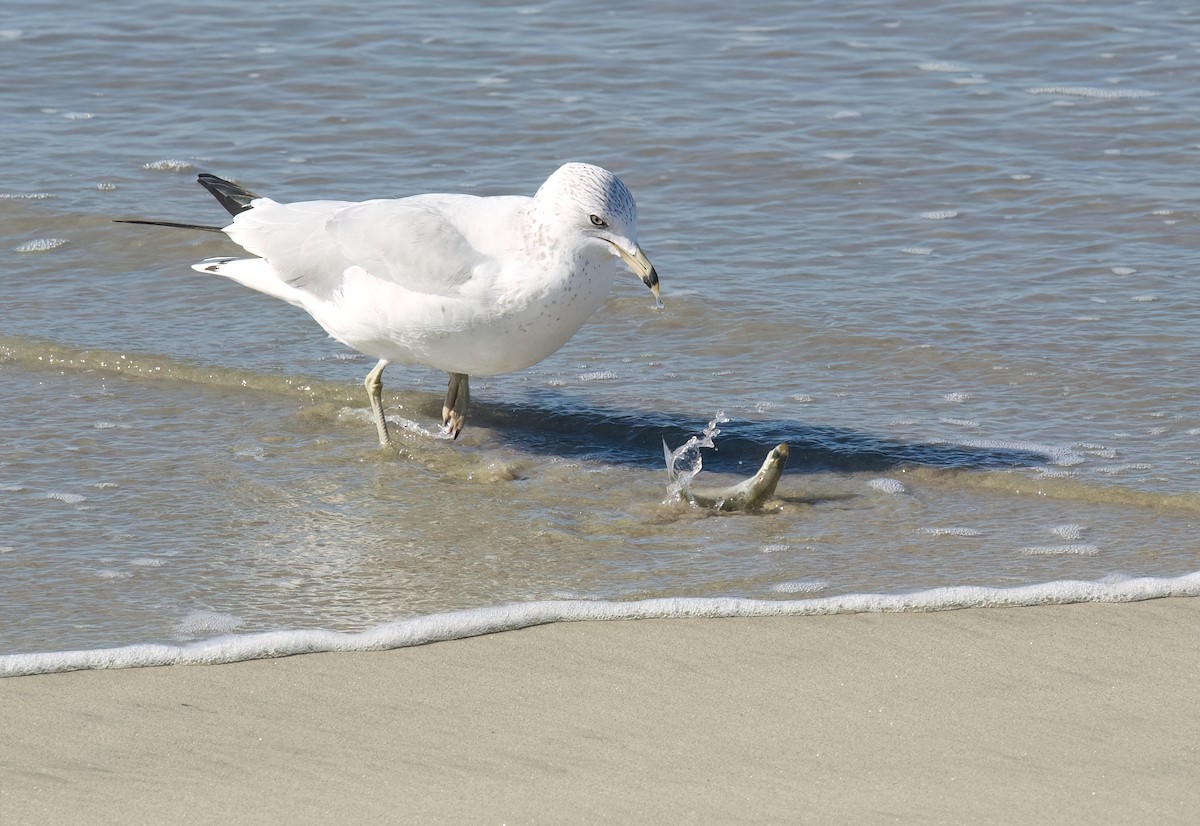 Ring-billed Gull - ML611956526