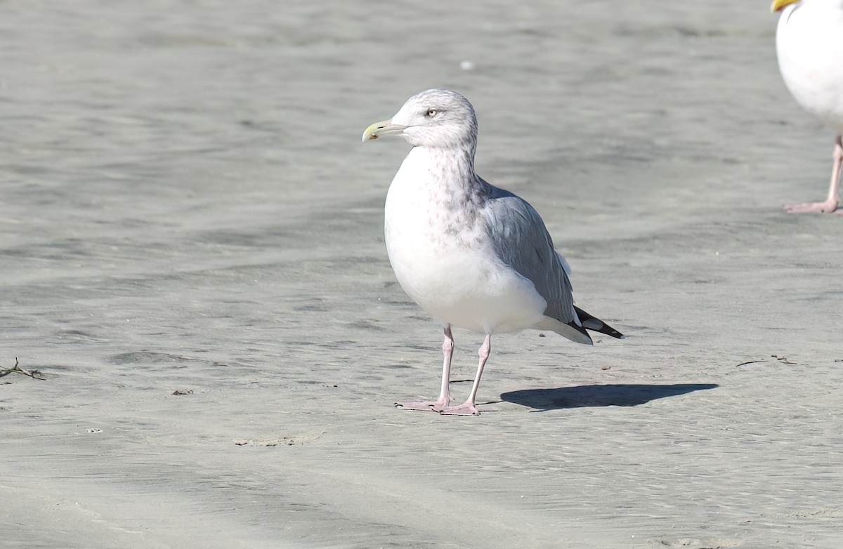 Herring Gull (American) - ML611956529