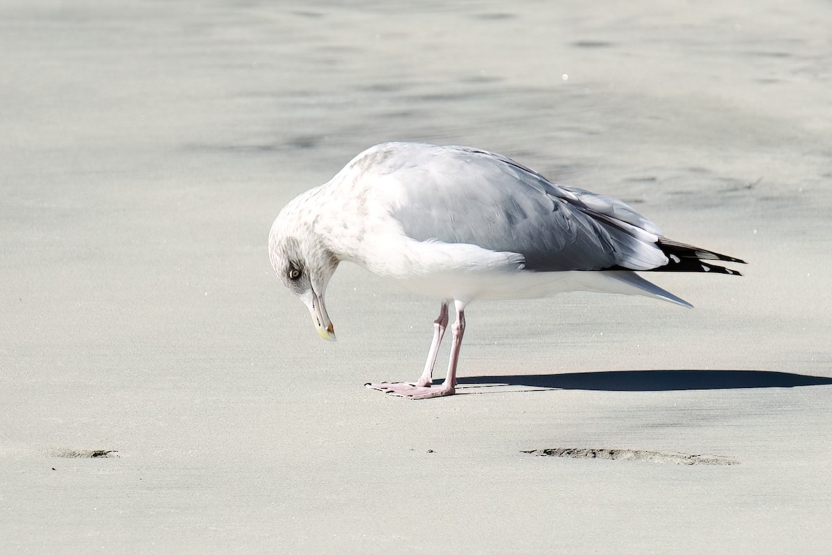 Herring Gull (American) - ML611956530