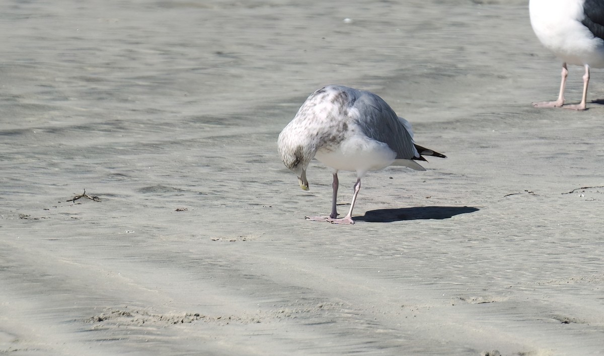 Herring Gull (American) - Jane Mygatt