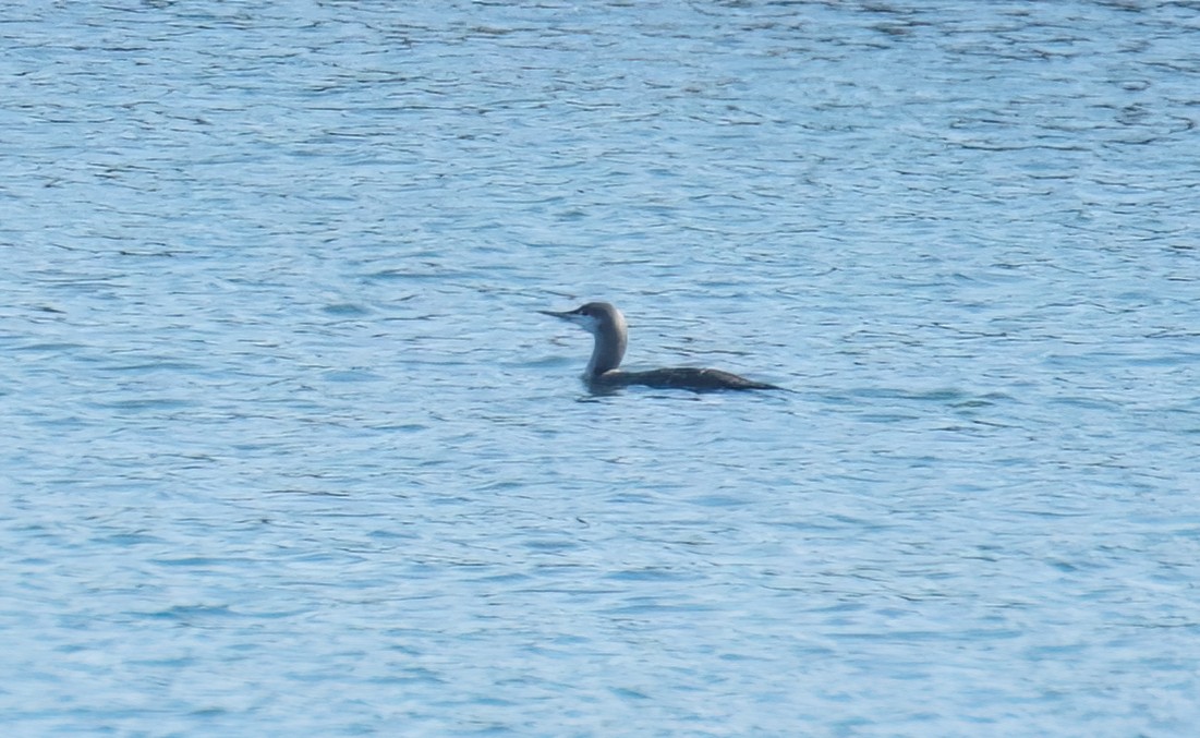 Red-throated Loon - ML611956535