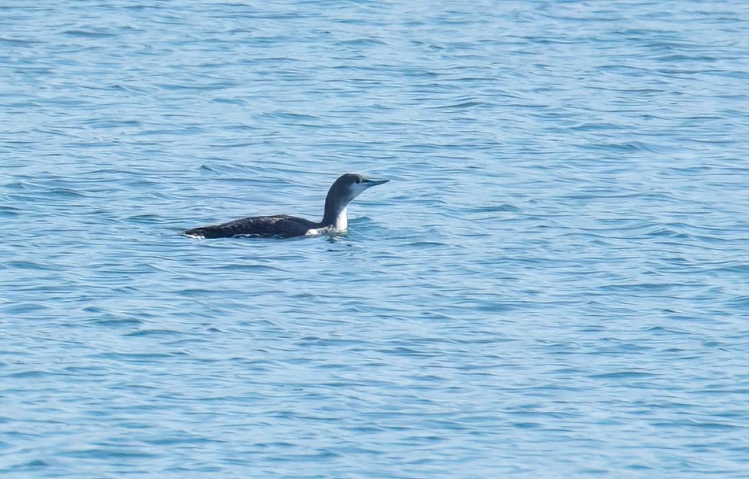 Red-throated Loon - ML611956536