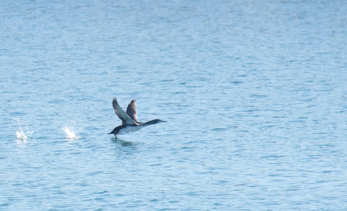 Red-throated Loon - ML611956537