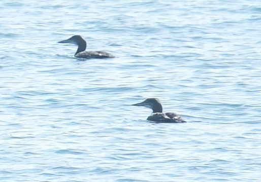 Common Loon - ML611956545