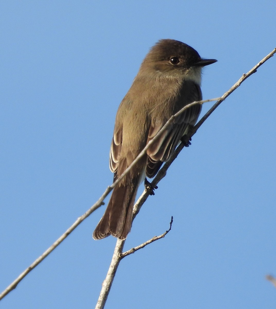 Eastern Phoebe - ML611956547