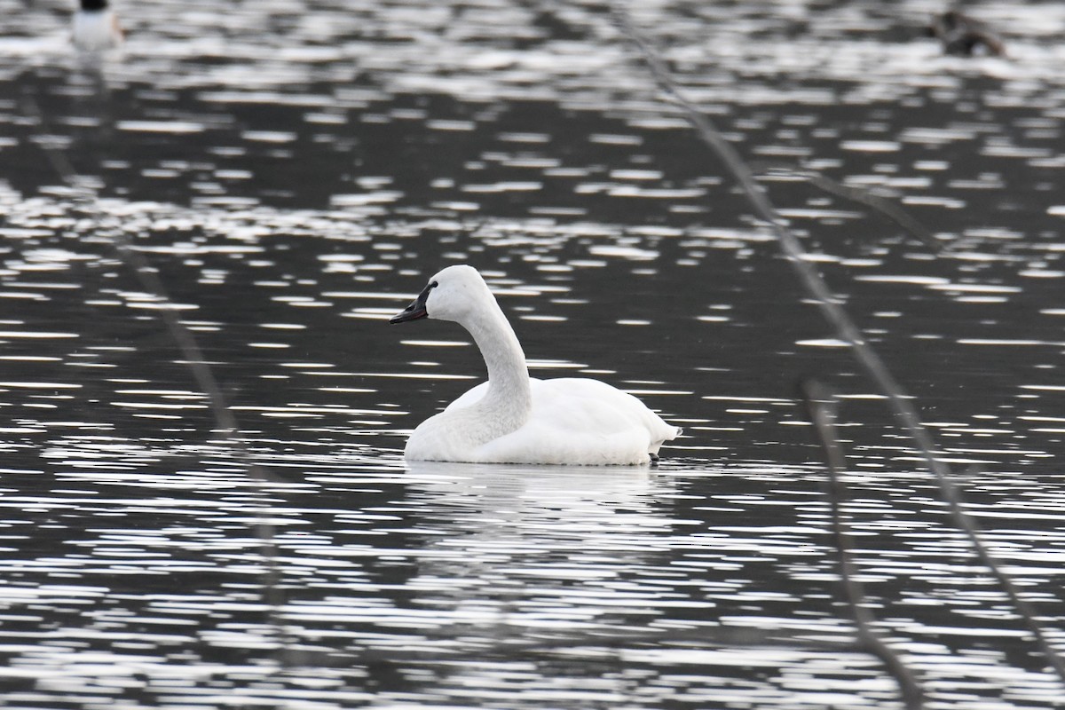 Tundra Swan - ML611956548