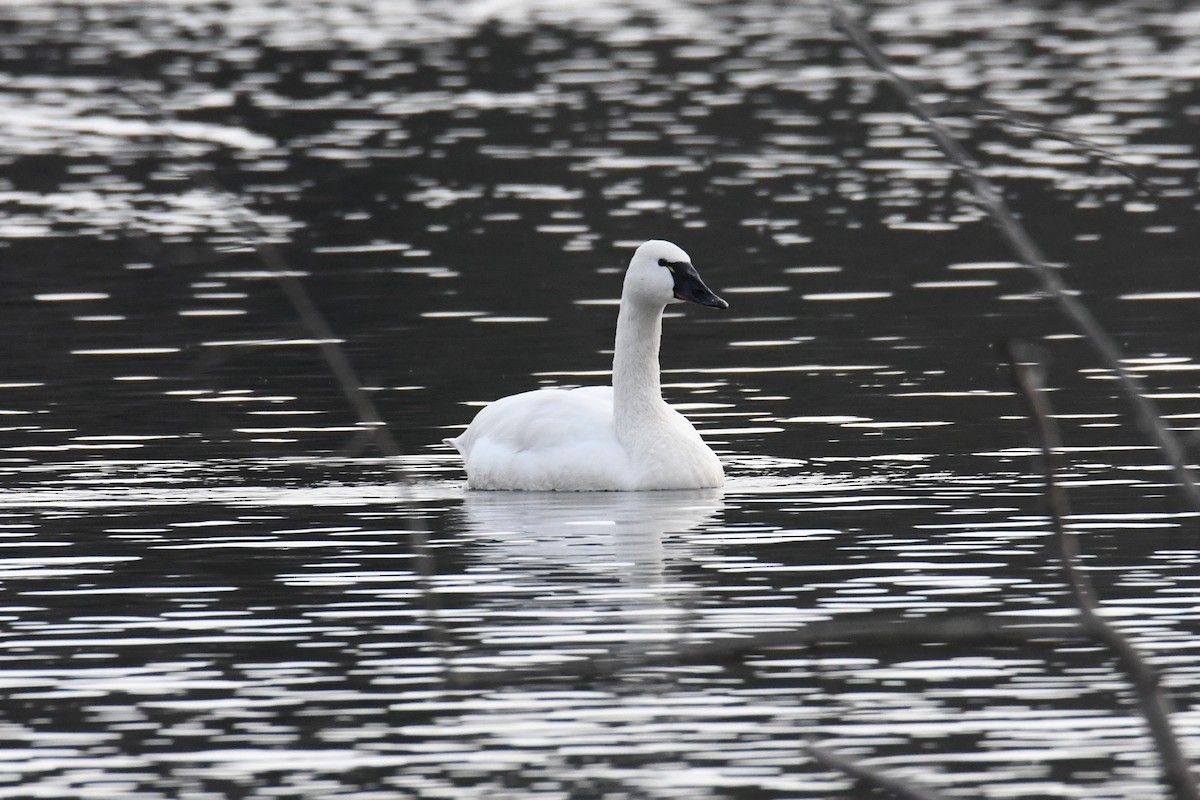 Tundra Swan - ML611956550