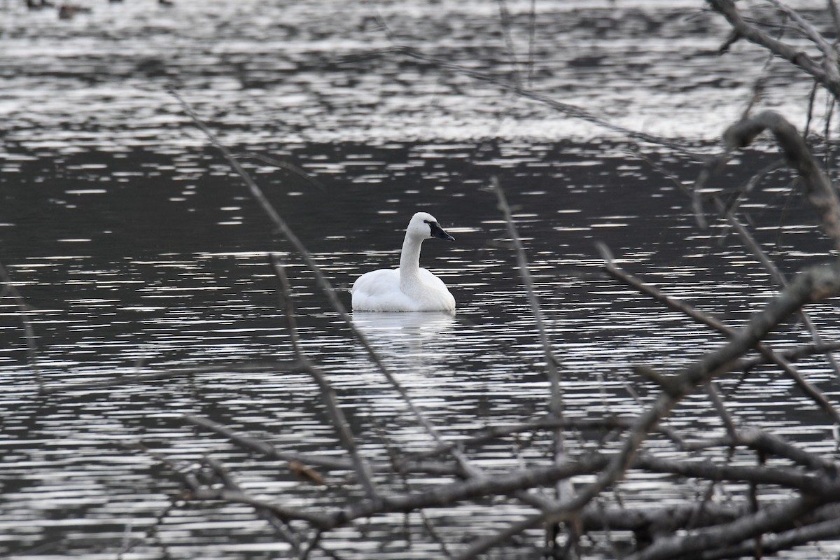 Tundra Swan - ML611956551