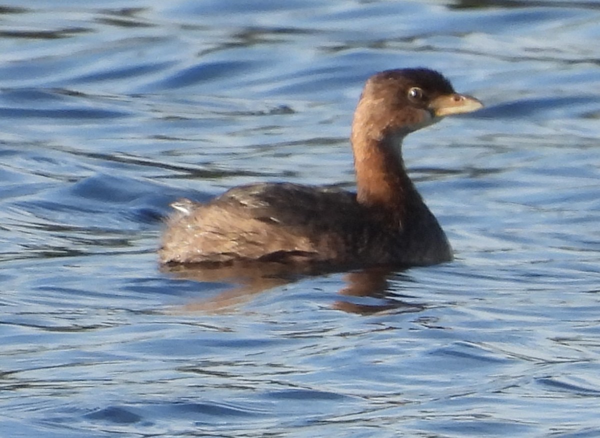 Pied-billed Grebe - ML611956555