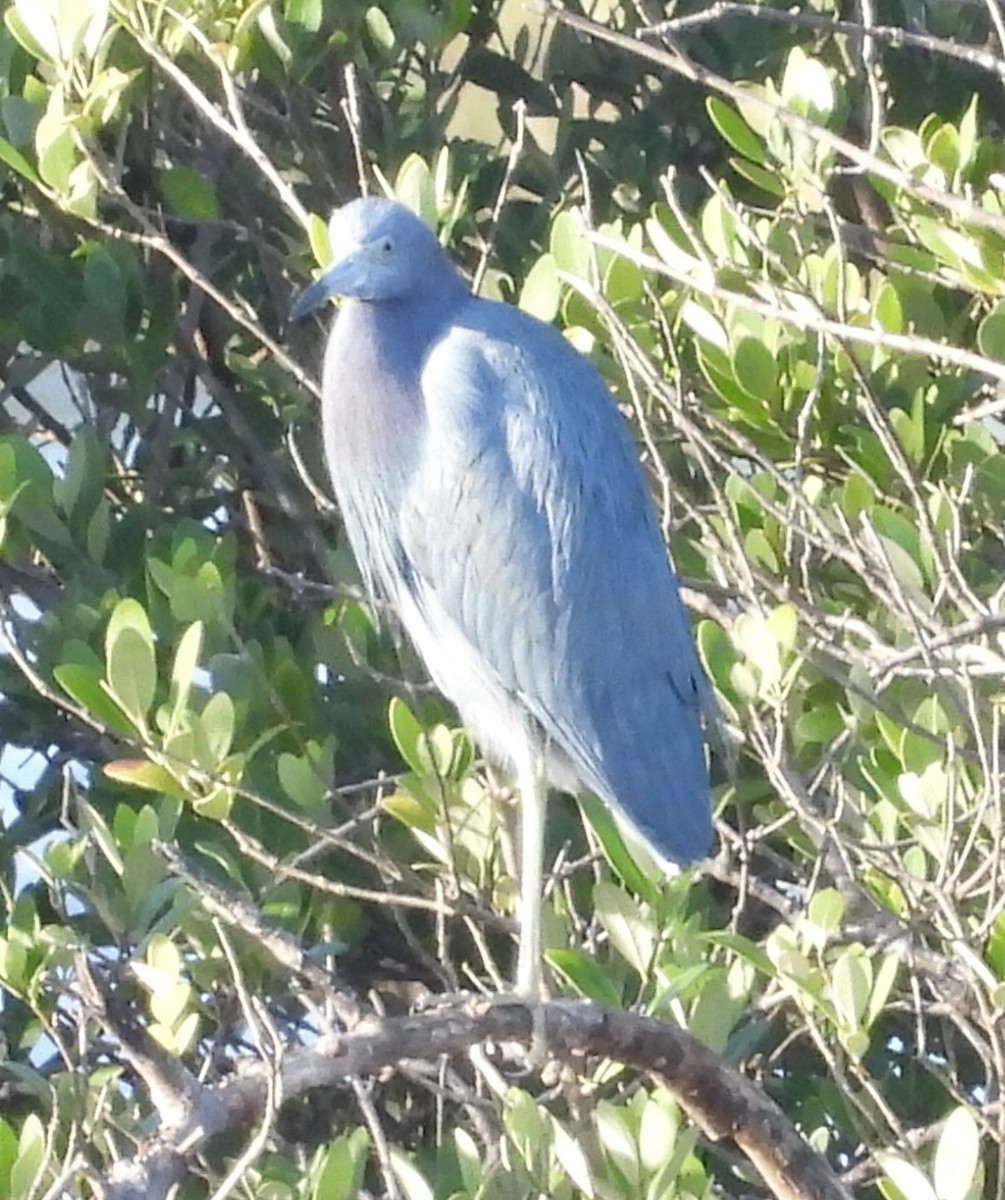 Little Blue Heron - ML611956566