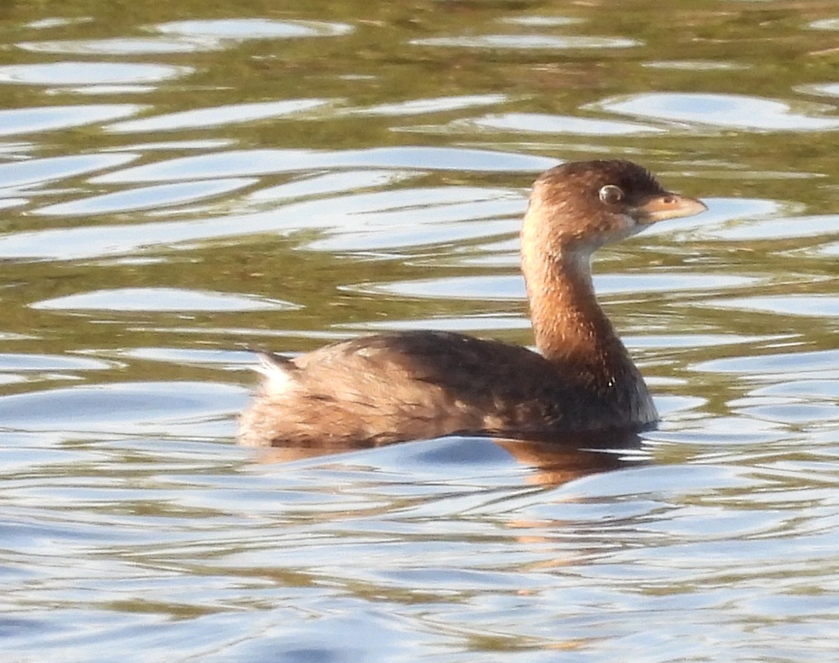 Pied-billed Grebe - ML611956574