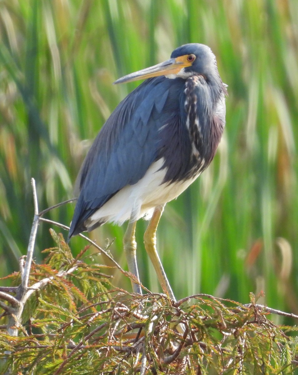 Tricolored Heron - Debbie Segal