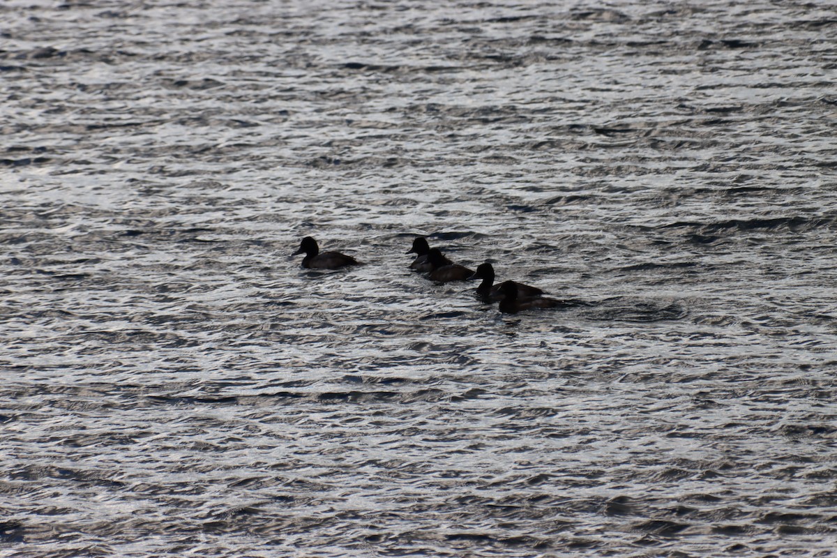 Lesser Scaup - ML611956689