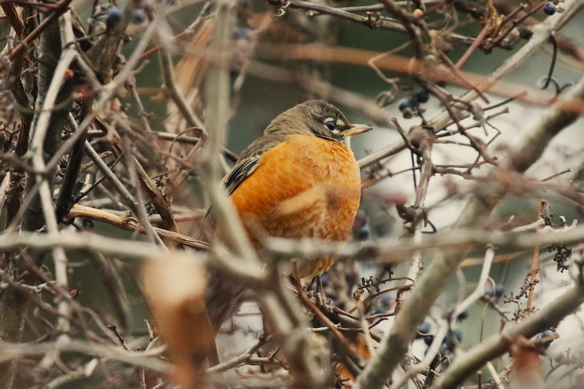 American Robin - ML611956709