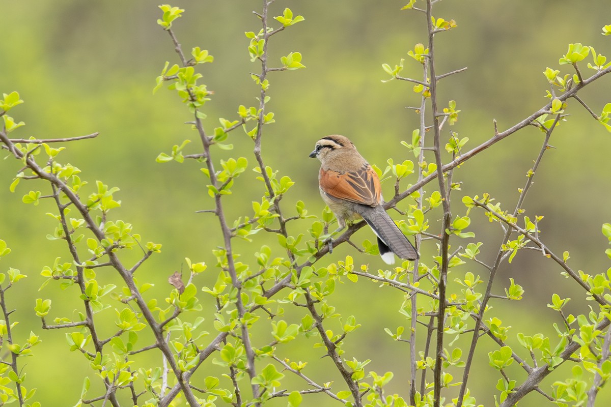 Brown-crowned Tchagra - ML611956731