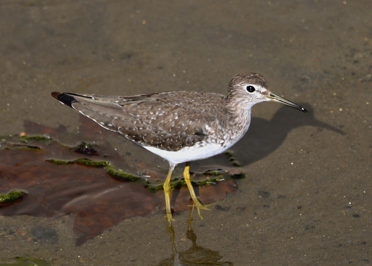 Solitary Sandpiper - ML611956740