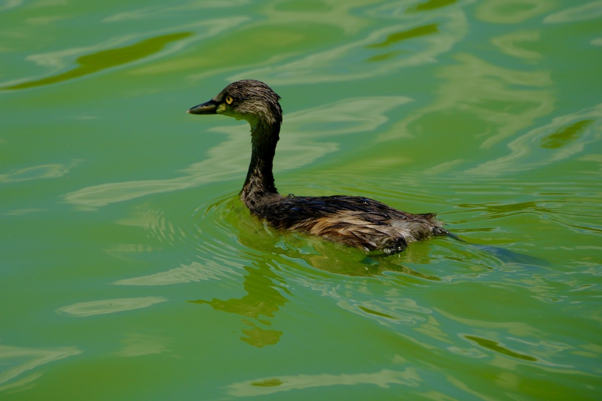 Australasian Grebe - ML611956874