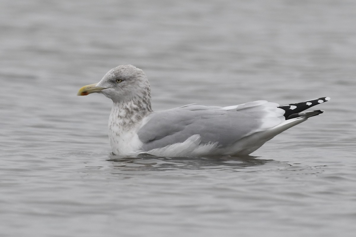 Gaviota Argéntea - ML611956875