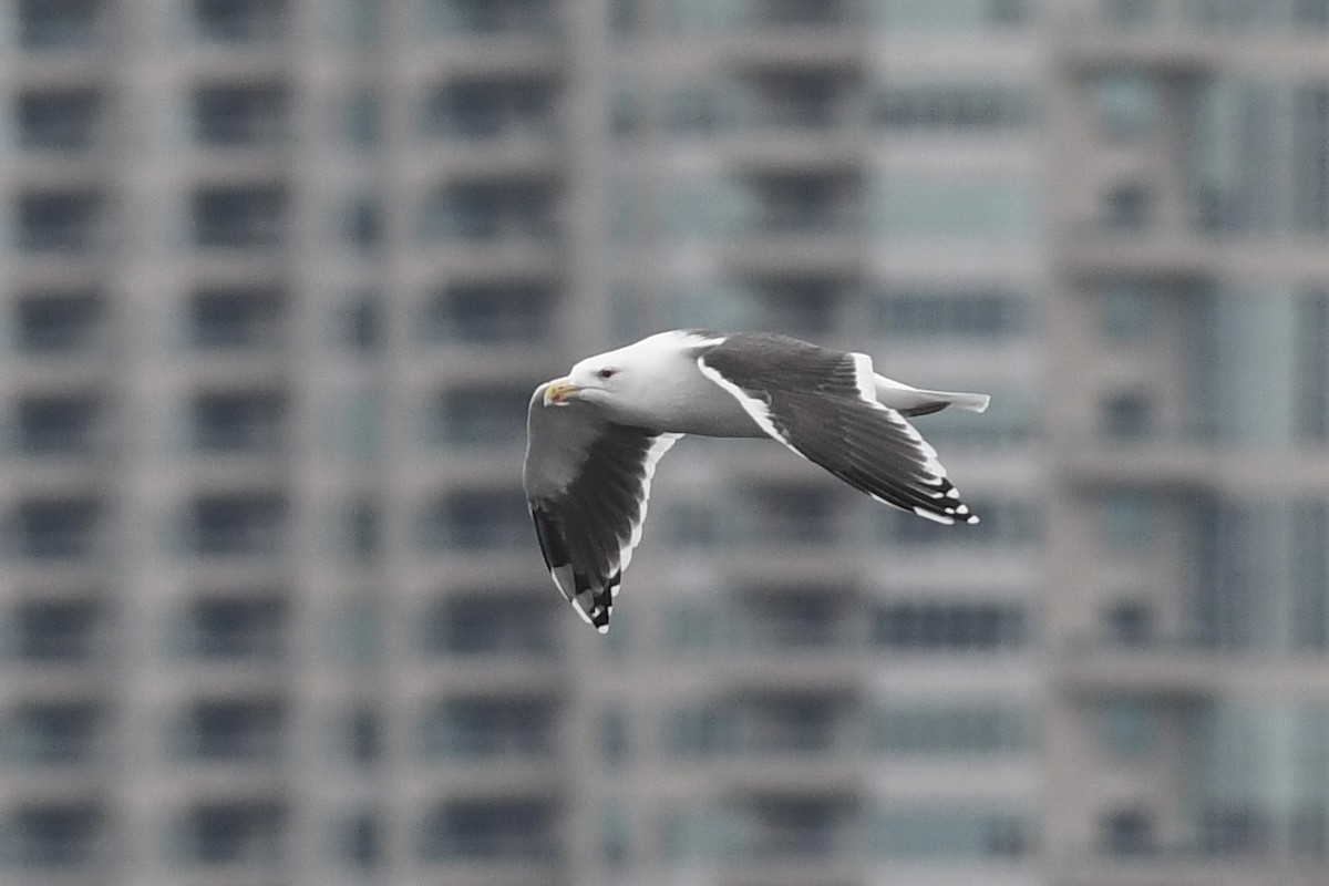 Great Black-backed Gull - Henrique  Pacheco