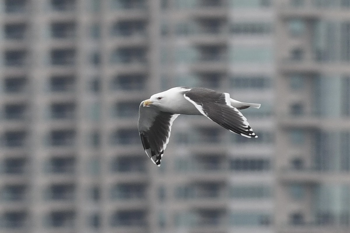 Great Black-backed Gull - ML611956876