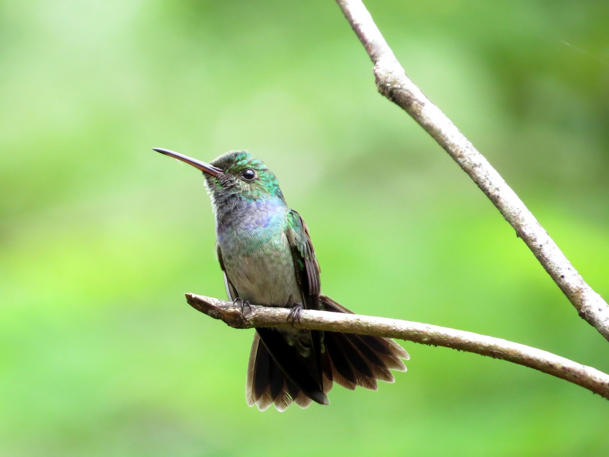 Blue-chested Hummingbird - Ann Truesdale