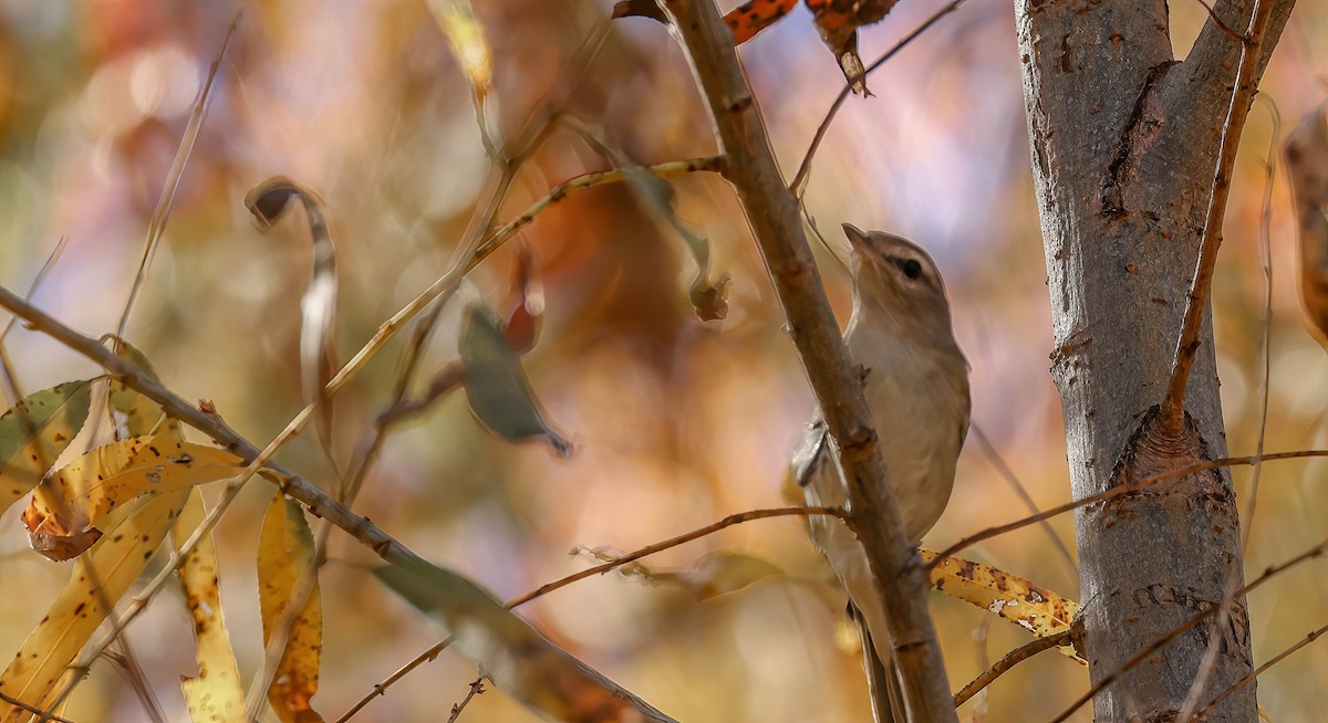 Warbling Vireo - Lon Baumgardt