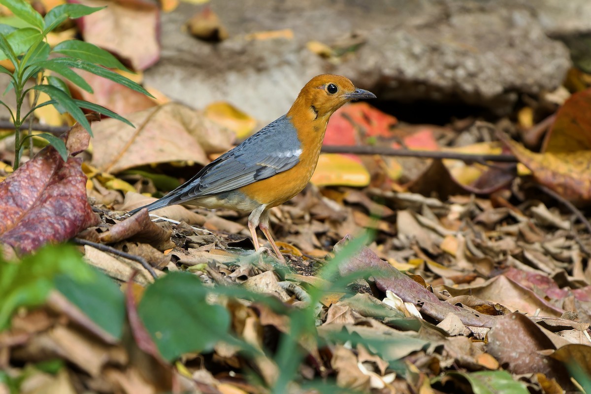 Orange-headed Thrush (Orange-headed) - Sam Hambly