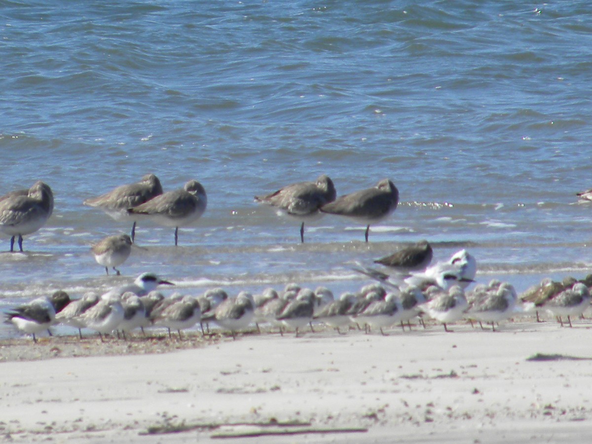 Short-billed Dowitcher - ML611957046