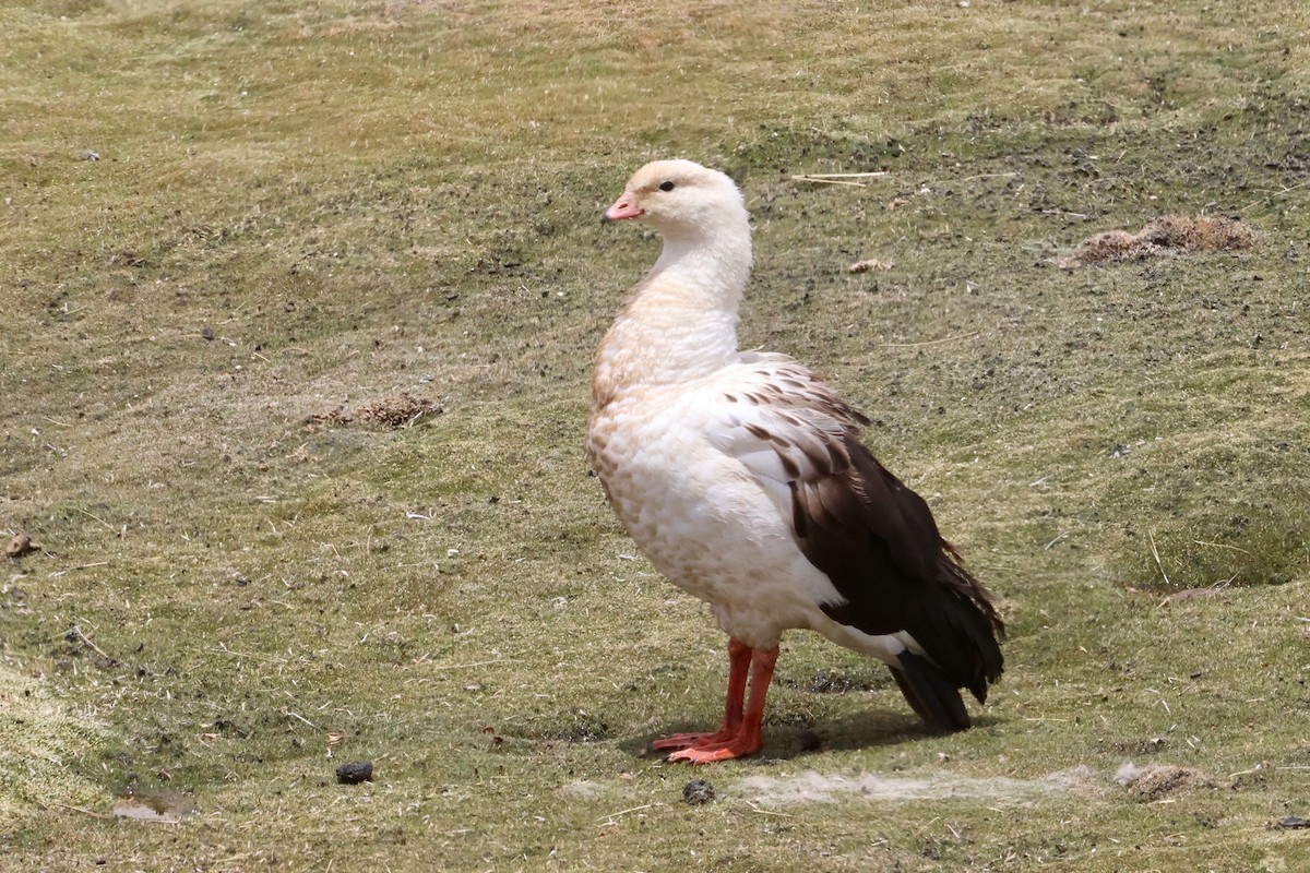 Andean Goose - ML611957052