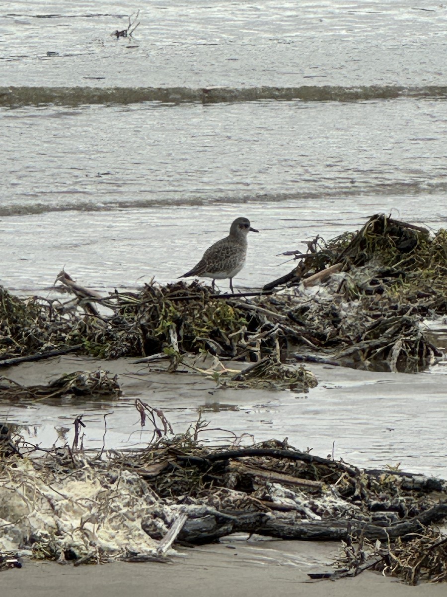 Black-bellied Plover - Linda Signal