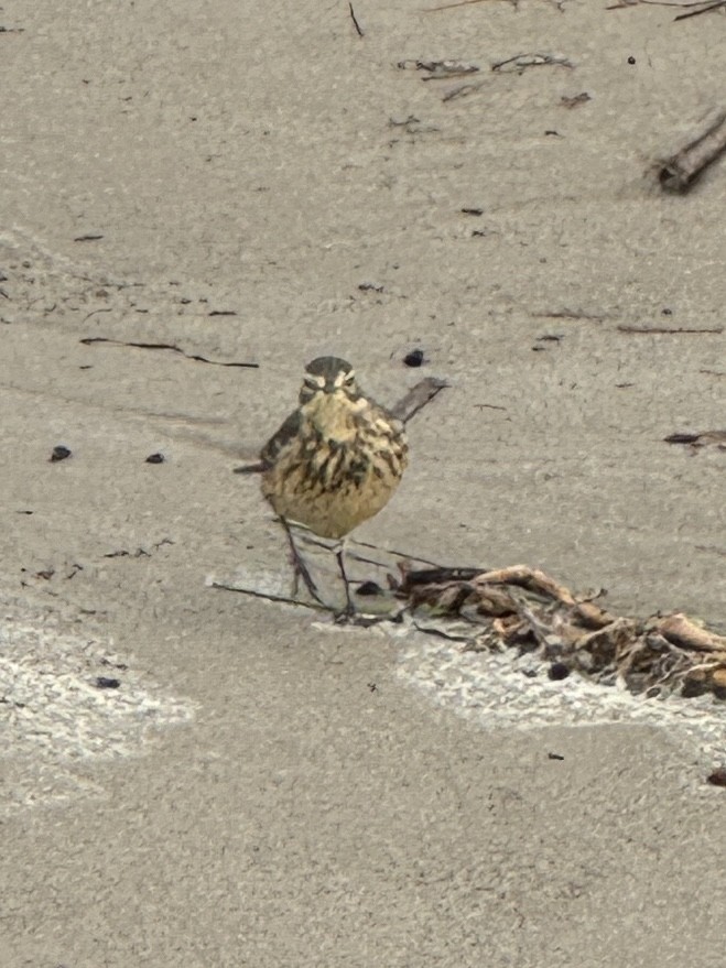 American Pipit - Linda Signal