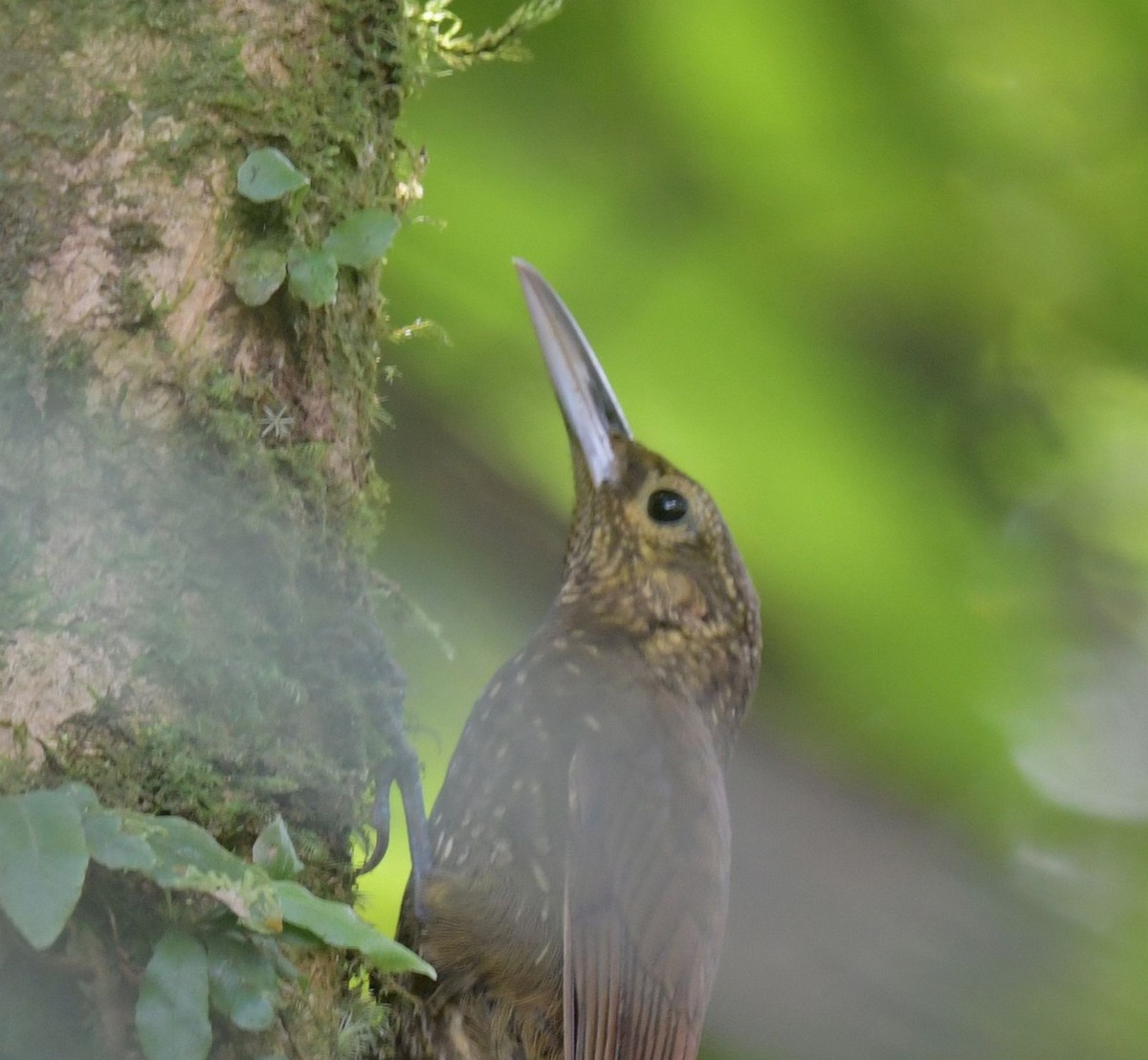 Spotted Woodcreeper - Ernest Crvich