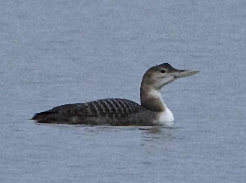 Yellow-billed Loon - Lucia MacQuarrie