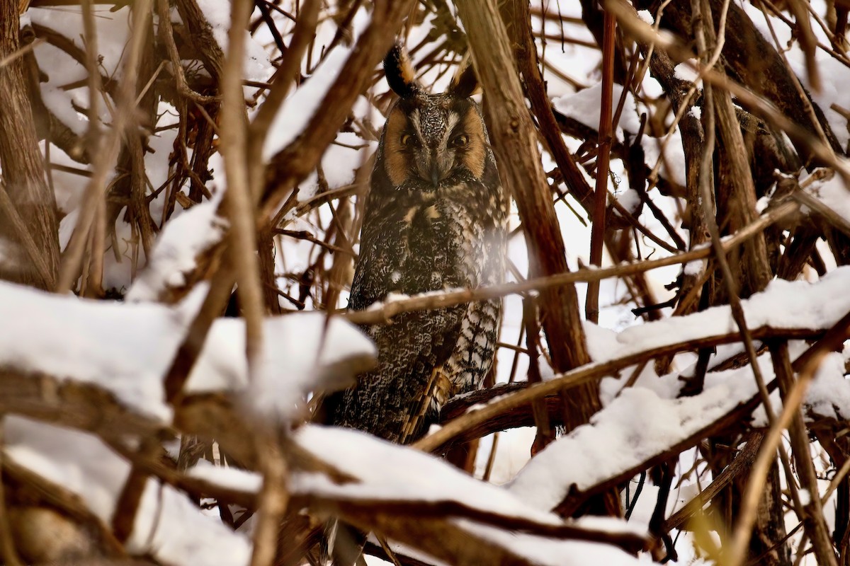 Long-eared Owl - Normand Laplante