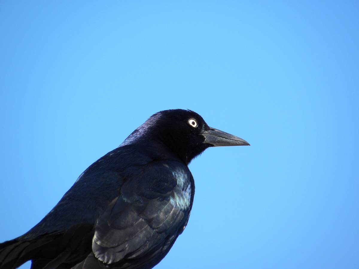 Boat-tailed Grackle - ML611957487