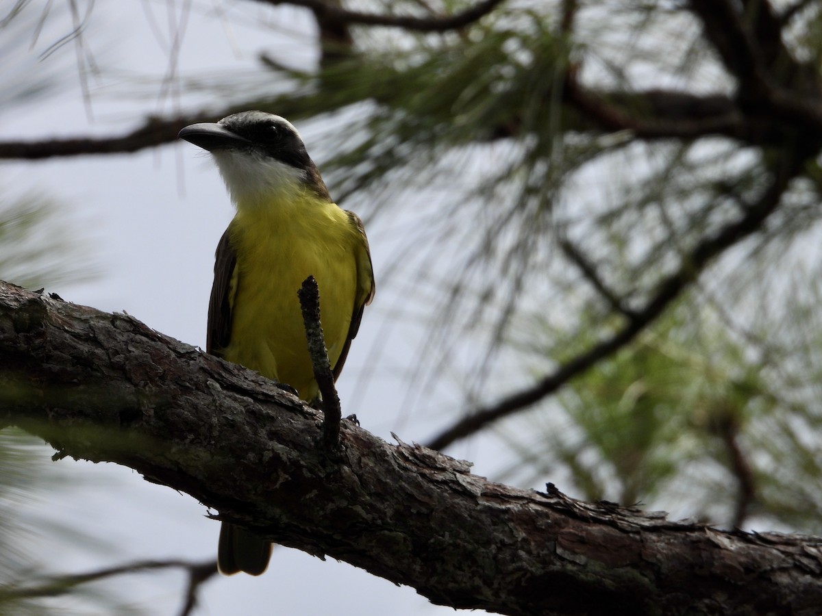 Boat-billed Flycatcher (Northern) - ML611957533