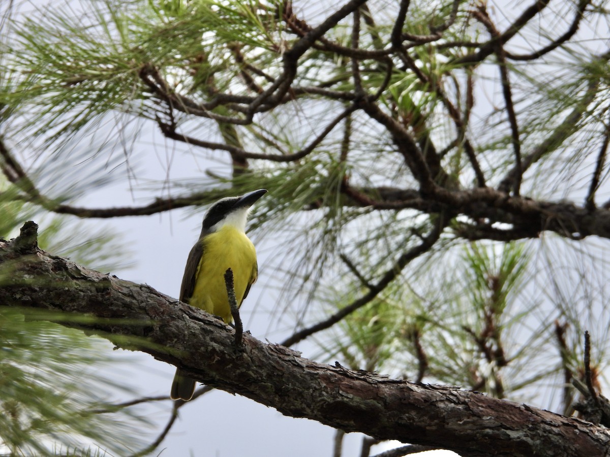 Boat-billed Flycatcher (Northern) - ML611957534