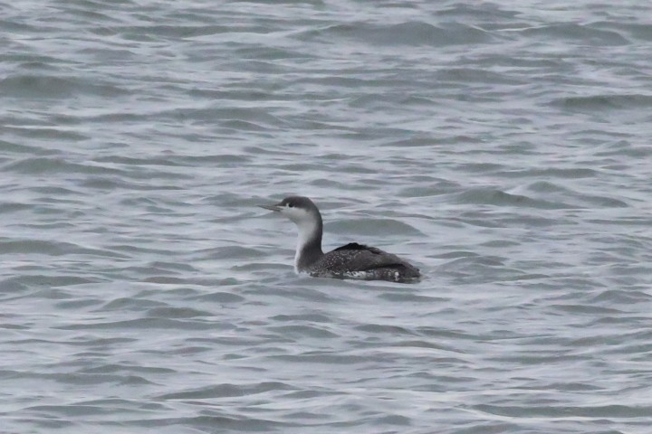 Red-throated Loon - ML611957594
