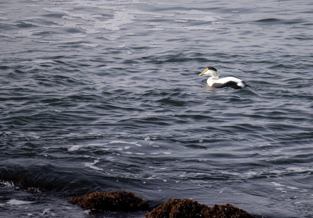 Common Eider - Joel Brown