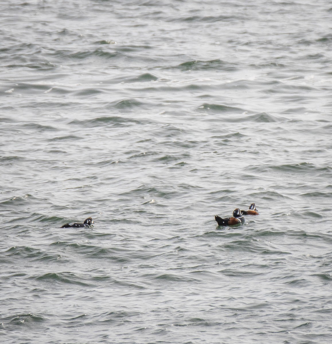 Harlequin Duck - Joel Brown