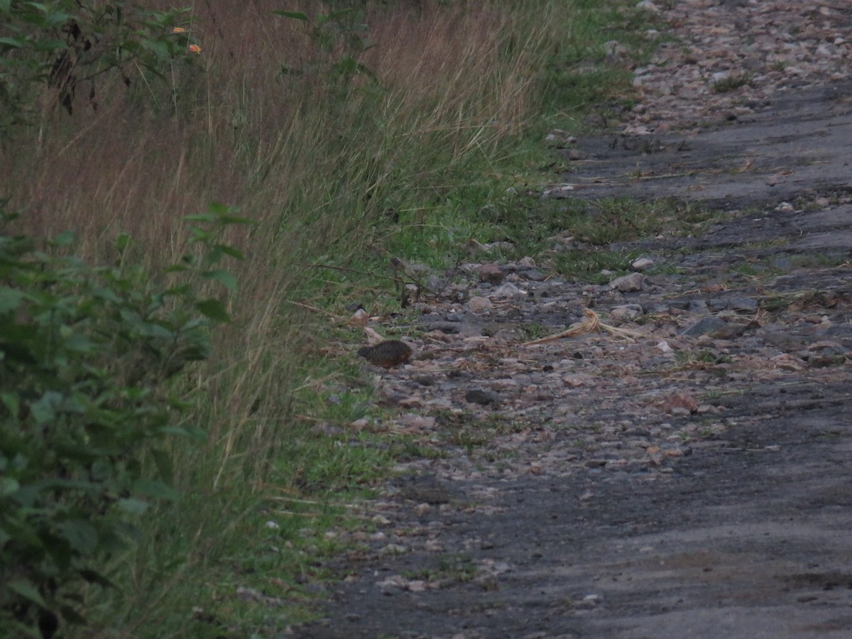 Barred Buttonquail - ML61195761