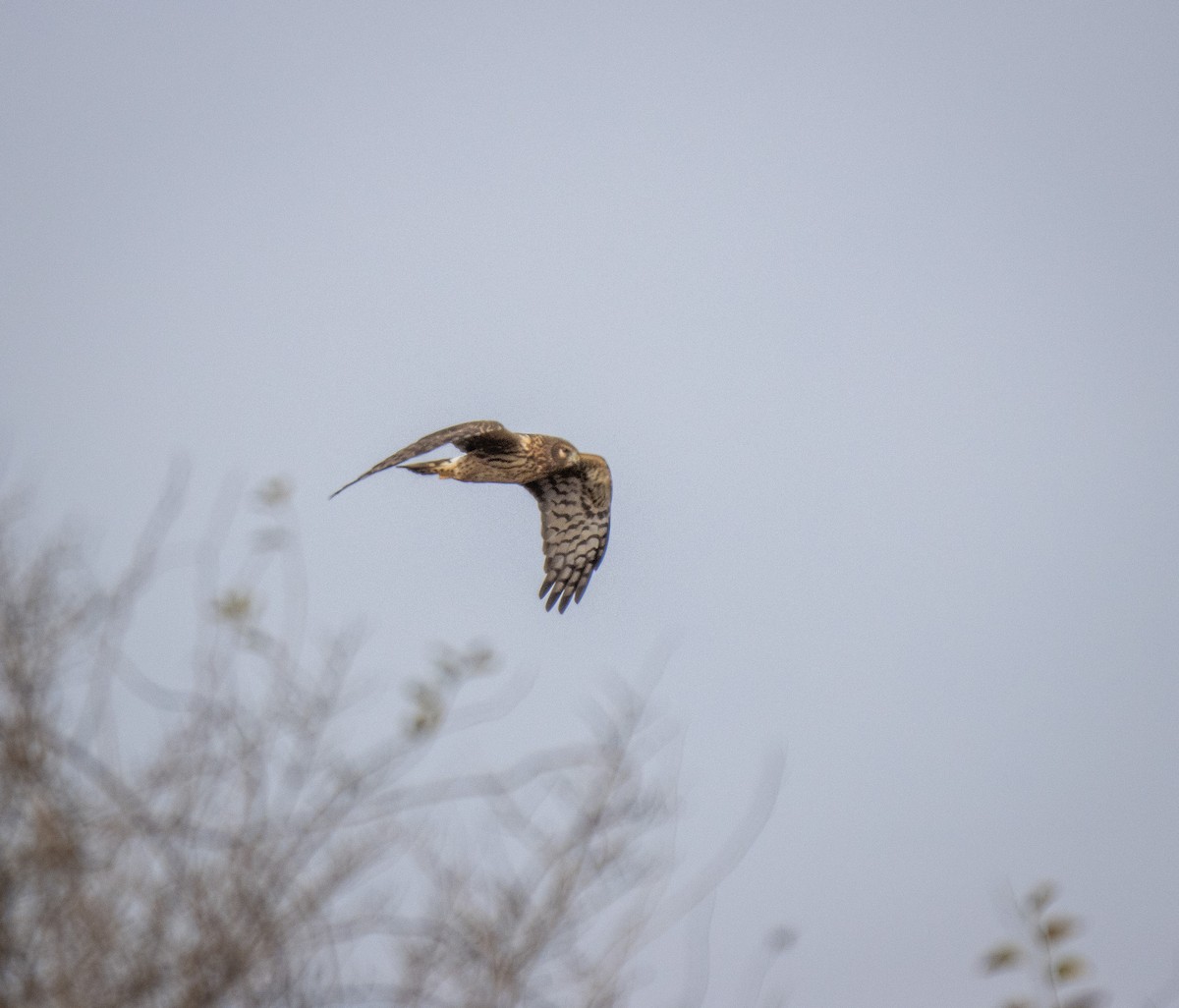 Northern Harrier - Joel Brown