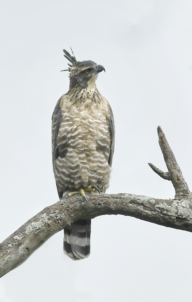 Legge's Hawk-Eagle - Renuka Vijayaraghavan