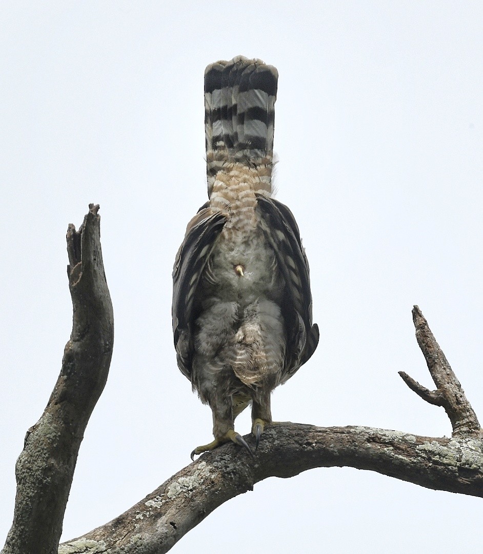 Legge's Hawk-Eagle - Renuka Vijayaraghavan