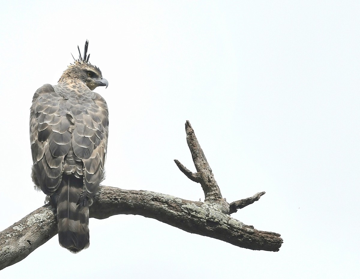 Legge's Hawk-Eagle - Renuka Vijayaraghavan