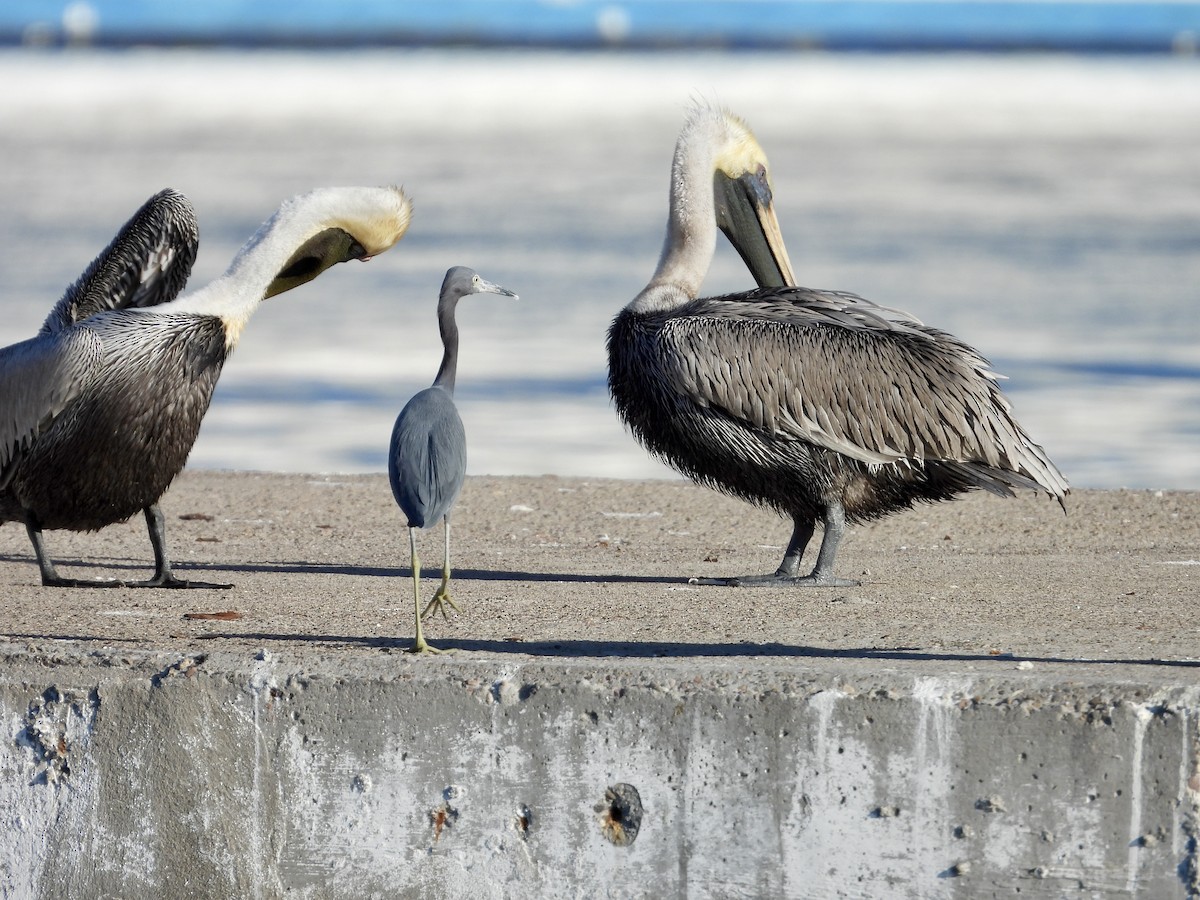 Little Blue Heron - ML611957755