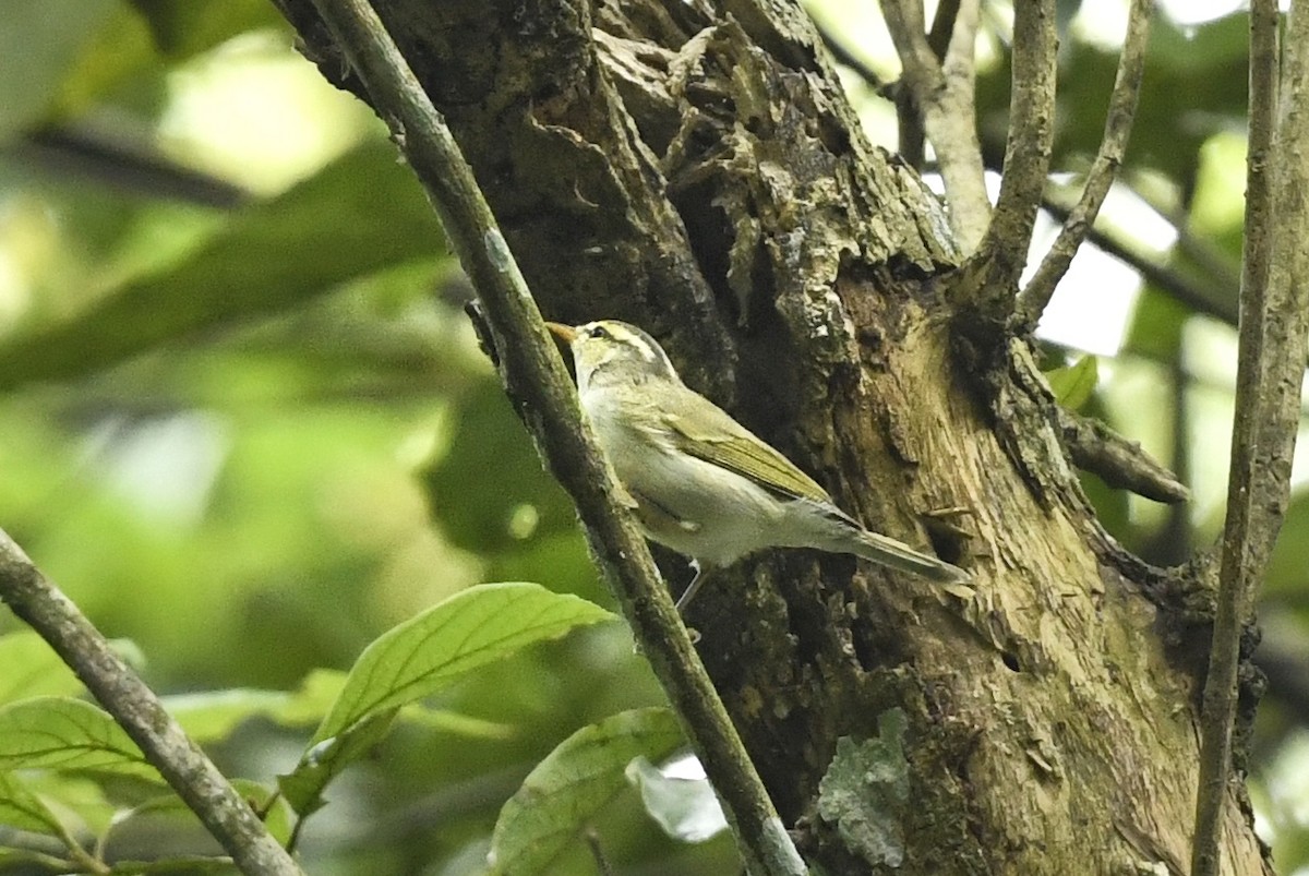 Western Crowned Warbler - ML611957765