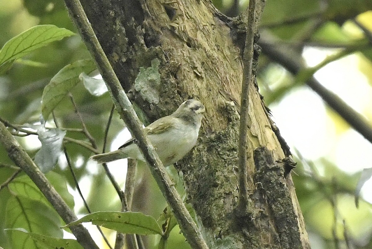 Western Crowned Warbler - Renuka Vijayaraghavan