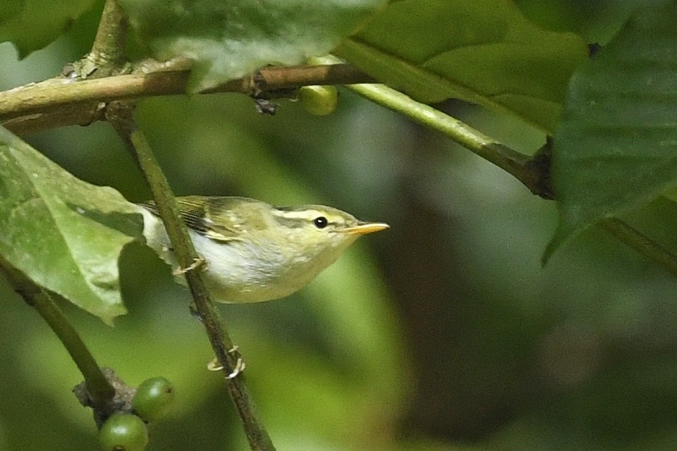 Western Crowned Warbler - Renuka Vijayaraghavan